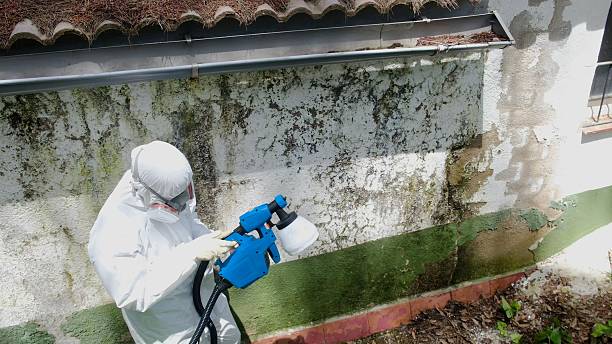 Trusted Mold Remediation service in Long Branch, NJ - Cheap Mold Removal